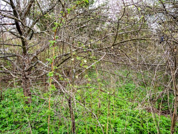 Underbrush Clearing in Brentwood