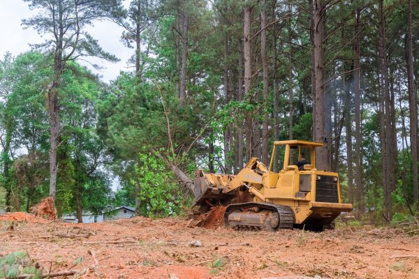 Forest Thinning in Brentwood
