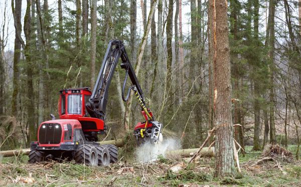 Forest Clearance Service in Brentwood
