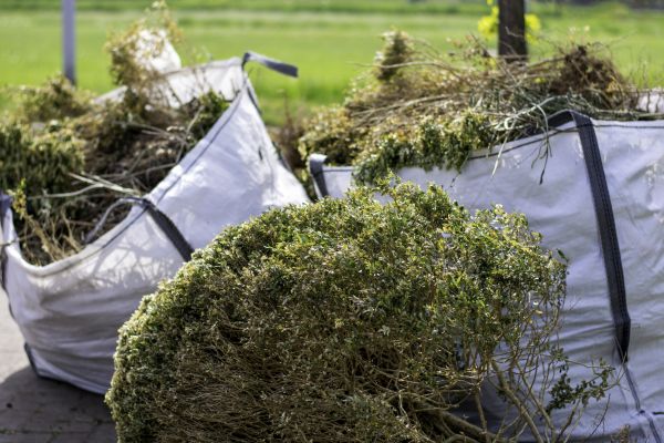 Bushes Clearing in Brentwood
